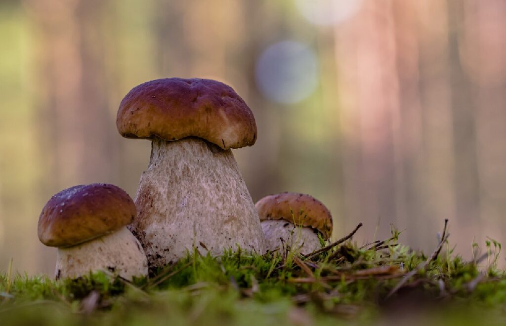 Ведмежа Гора